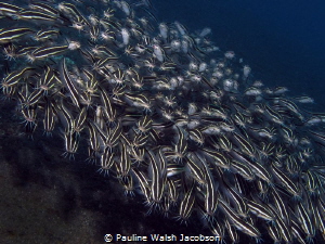 Schooling Striped Catfish, Plotosus lineatus, Tandurusa, ... by Pauline Walsh Jacobson 